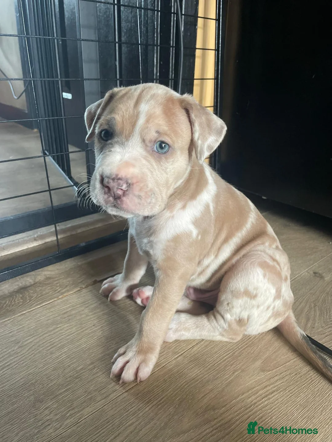 Mixed Breed dogs for sale: Mastiff X puppies [Merle] - Advert 1