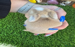 Mini Lop rabbits for sale: Stunning mini lops - Image 3