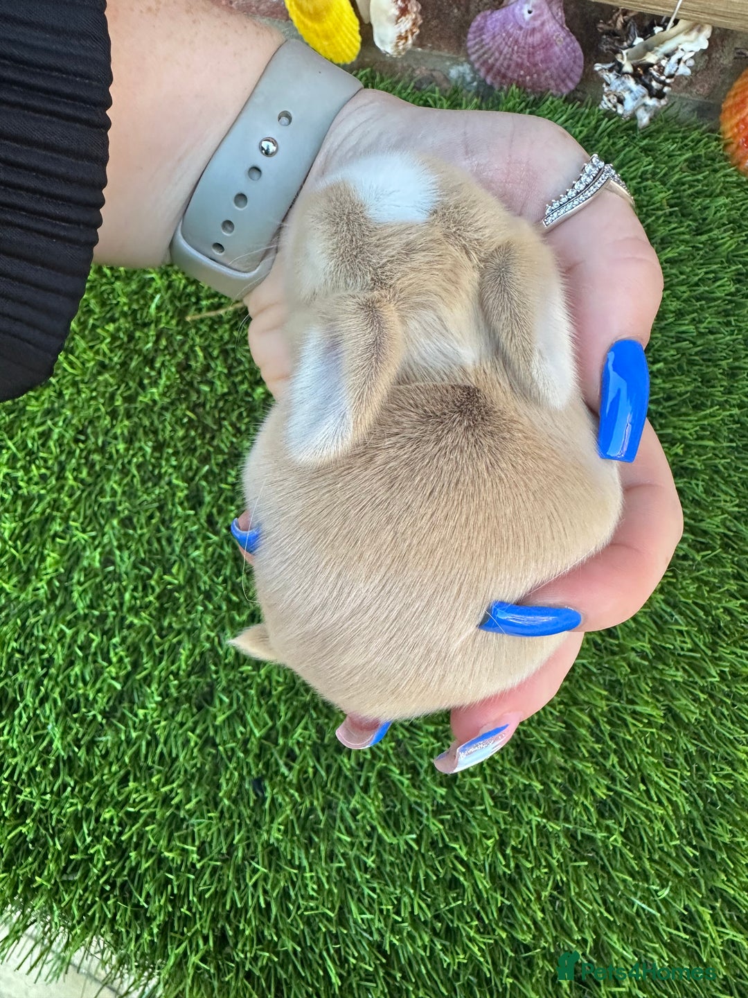 Mini Lop rabbits for sale: Stunning mini lops - Image 3
