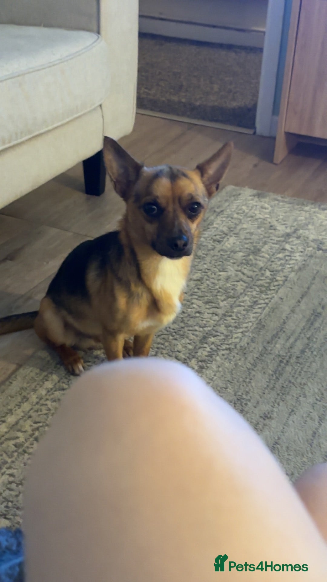 Chihuahua dogs Chihuahua - Advert 1