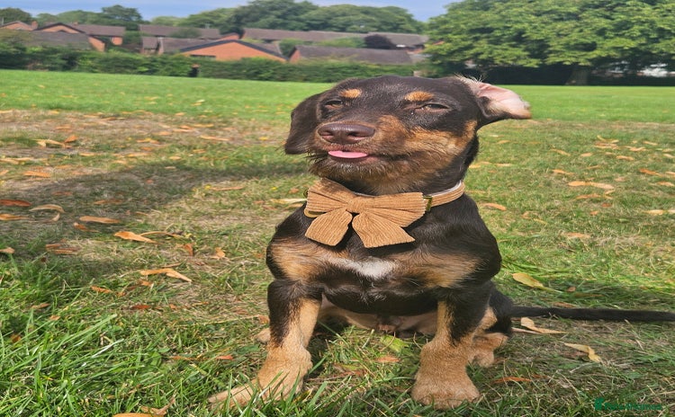 Mixed Breed dogs - Advert 1