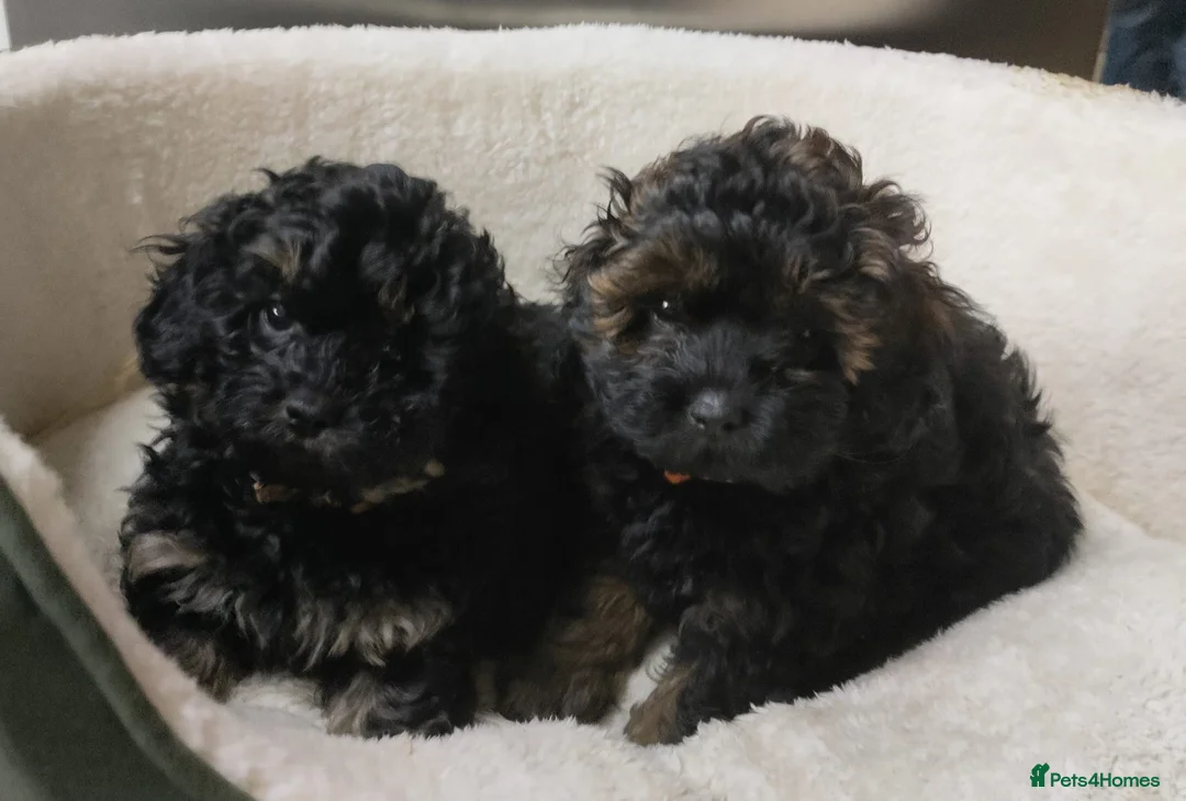 Shihpoo dogs for sale: F1b Fully Health Tested Shihpoo - Advert 4