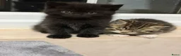 Mixed Breed cats for sale: British Shorthair Kittens (Mixed) in Hounslow - Advert 5