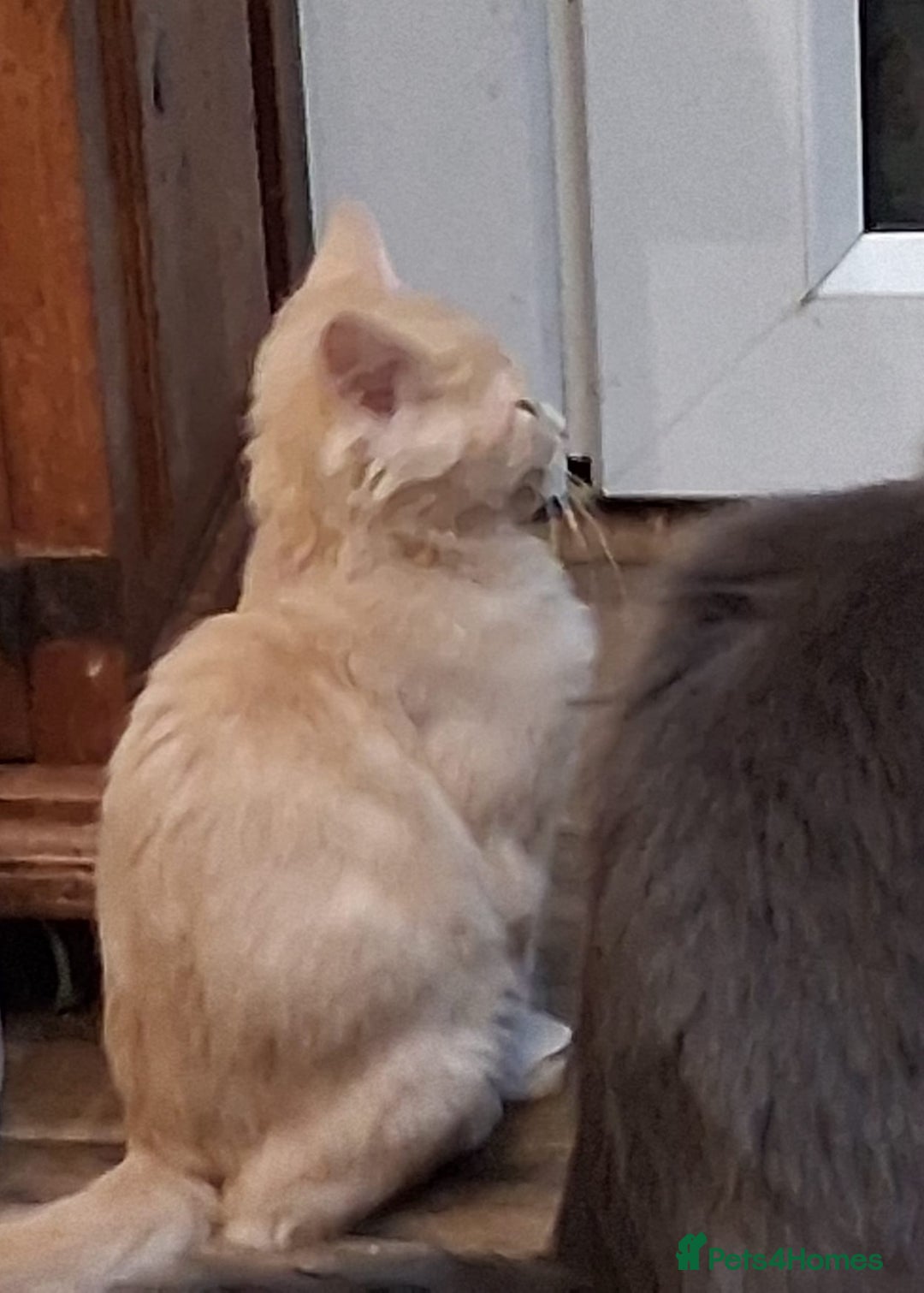 Maine Coon cats for sale: Maine coon - Advert 3