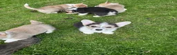 Welsh Corgi Pembroke dogs for sale: Beautiful Natural Bob Tail Pembrokeshire Pups - Advert 7