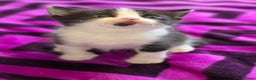 Domestic Shorthair cats for sale: 2 Black and White Males and 1 Black Female - Advert 11