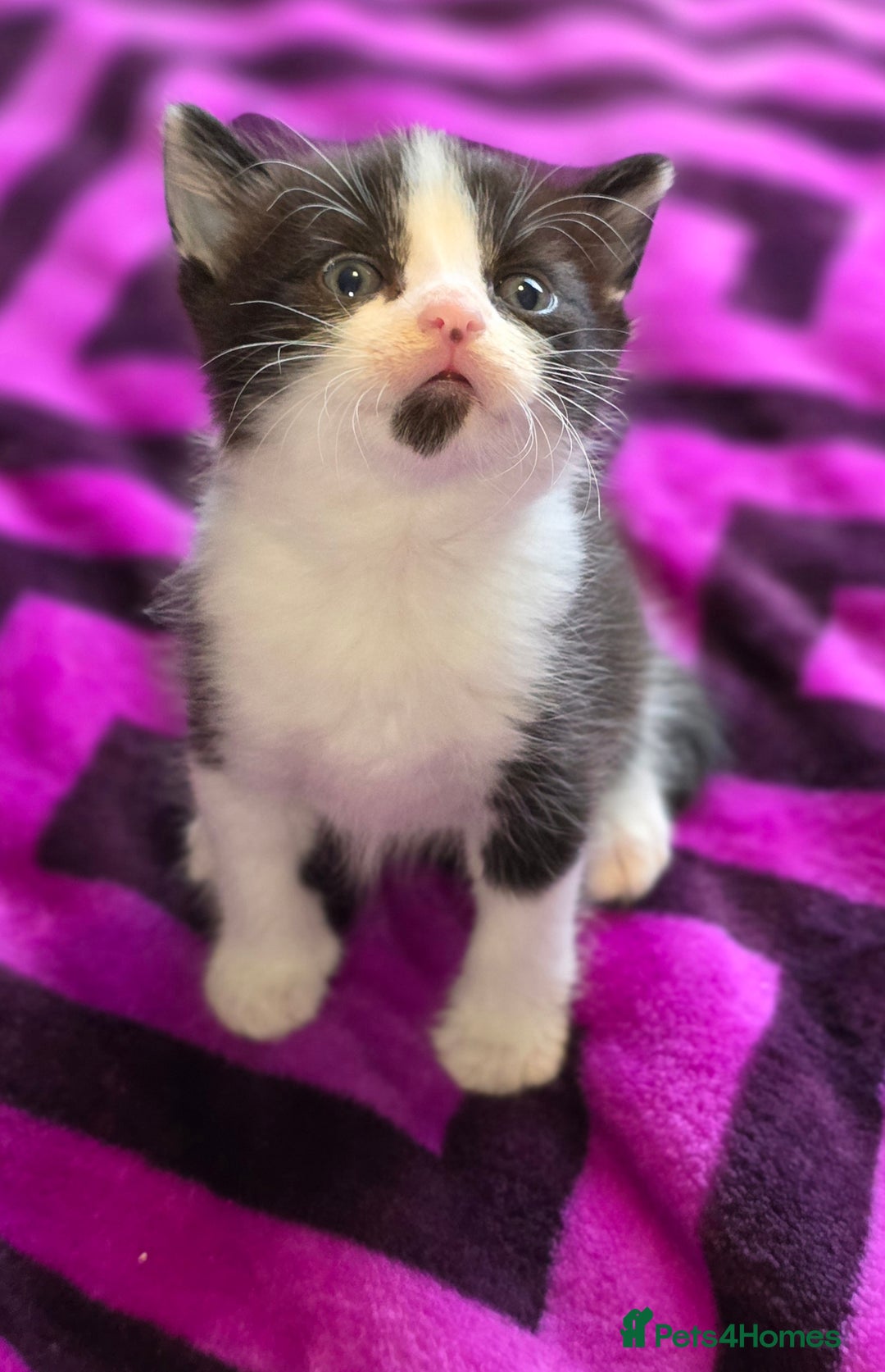 Domestic Shorthair cats for sale: 2 Black and White Males and 1 Black Female - Advert 11