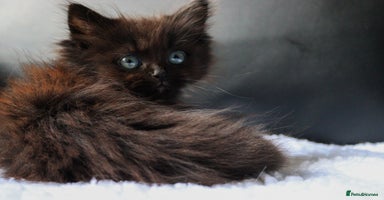 Ragdoll cats - Advert 5