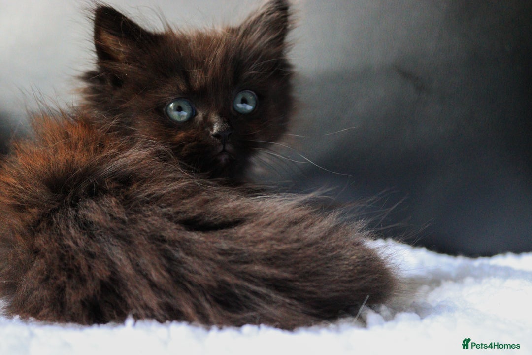 Ragdoll cats for sale: Healthy Kitten Fully Vaccinated Litter Box Trained - Image 4