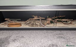 Corn Snake reptiles for sale: Adult Female Corn Snake For Sale - Image 8