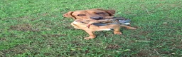 Labrador Retriever dogs for sale: WORKING KC REG FOX RED LABRADOR PUPPIES FOR SALE  - Advert 19
