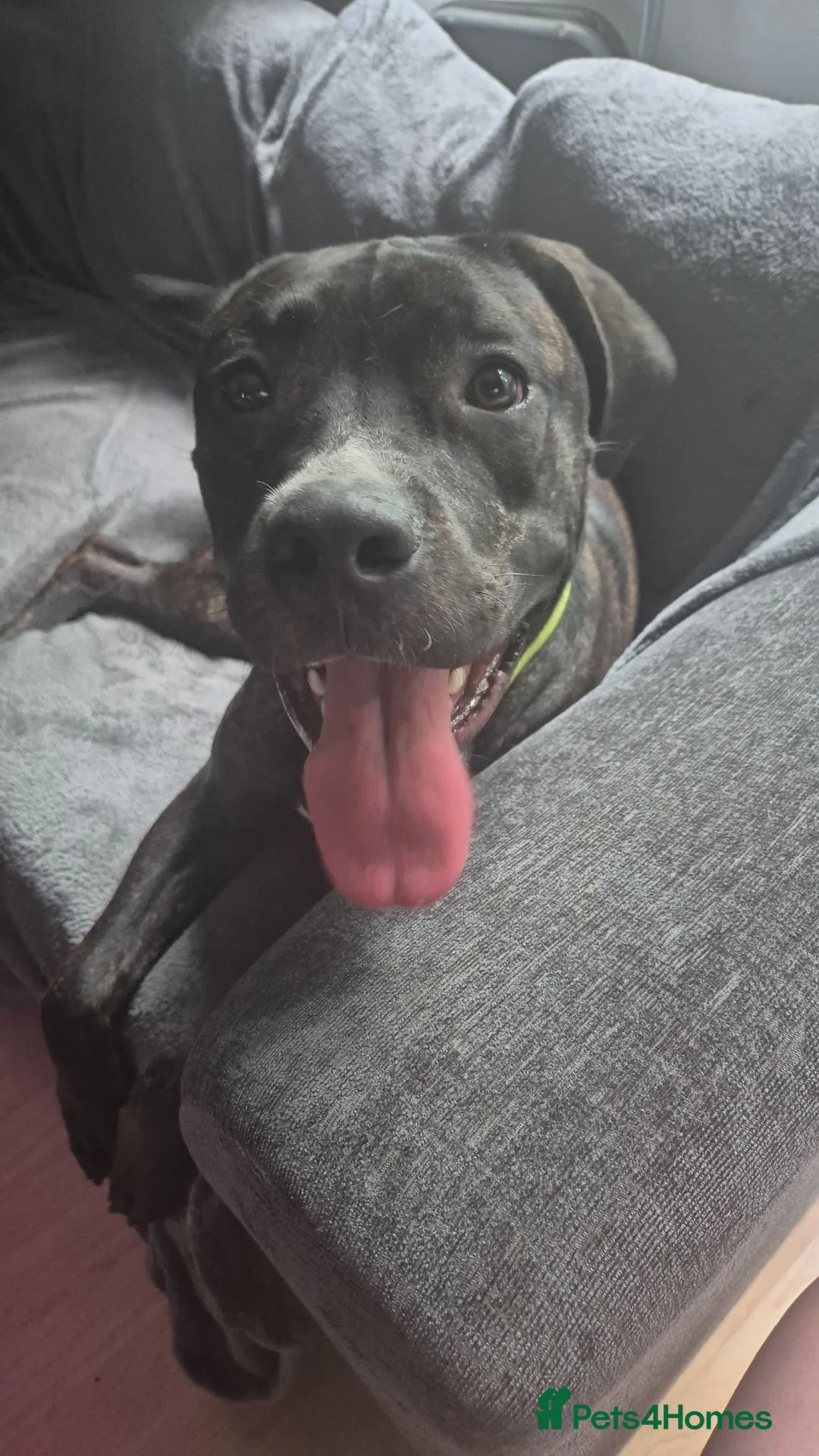 Mixed Breed dogs for sale: Cane corso x American bully  in Chesham - Advert 1