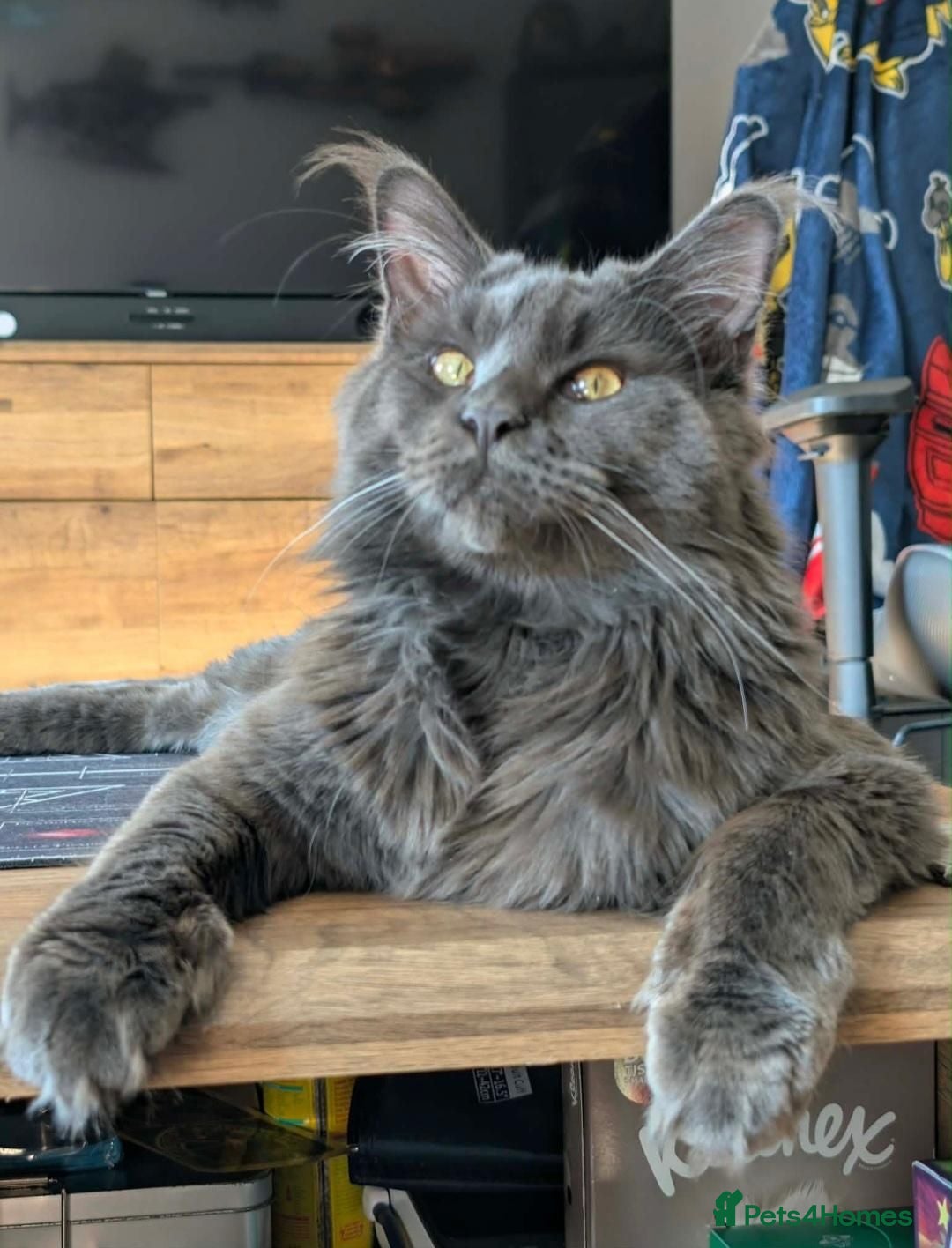 Maine Coon cats for stud: Lg handsome Blue Smoke Male Ava for Stud Services - Advert 1