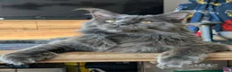 Maine Coon cats for stud: Lg handsome Blue Smoke Male Ava for Stud Services - Advert 1