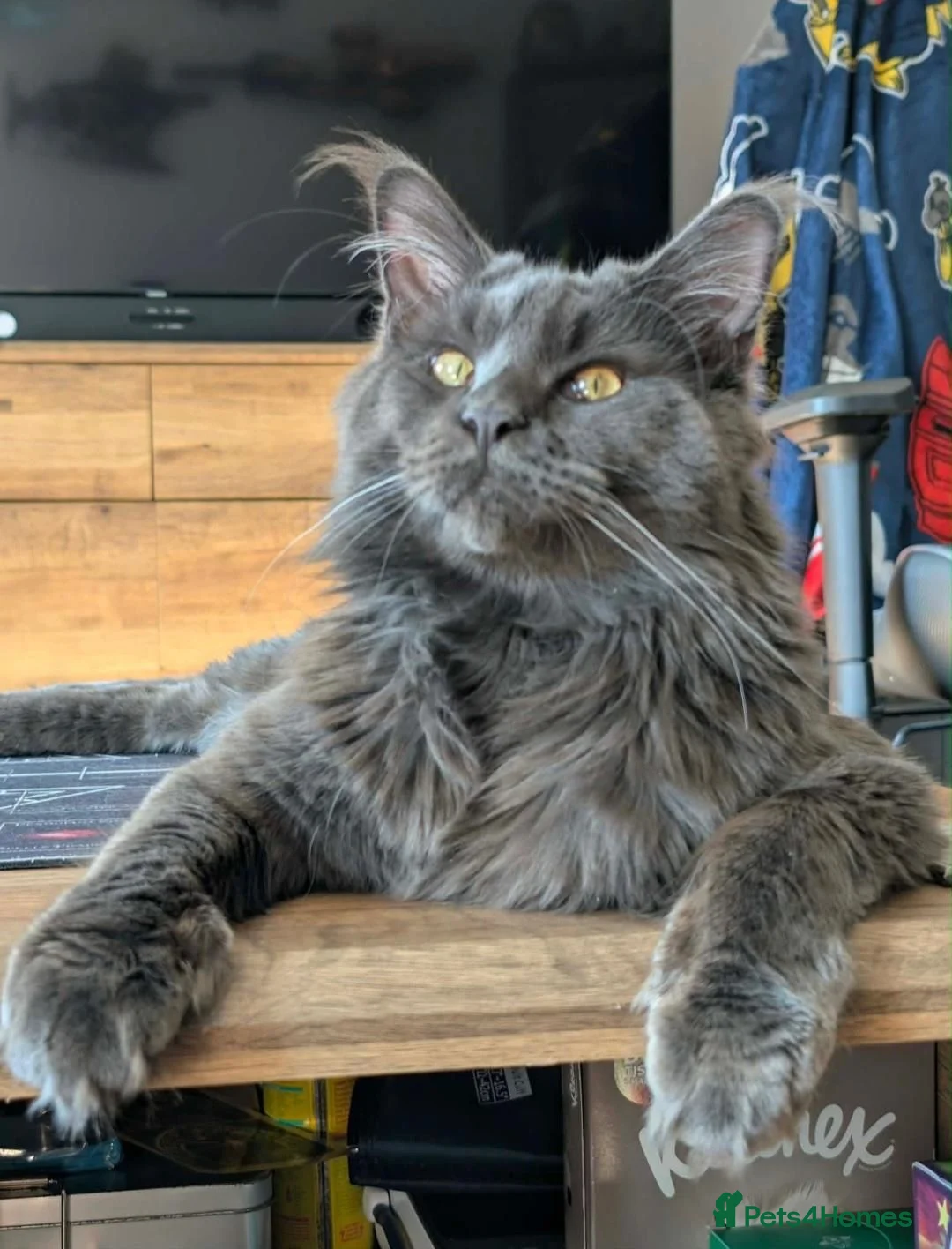 Maine Coon cats for stud: Lg handsome Blue Smoke Male Ava for Stud Services - Advert 1