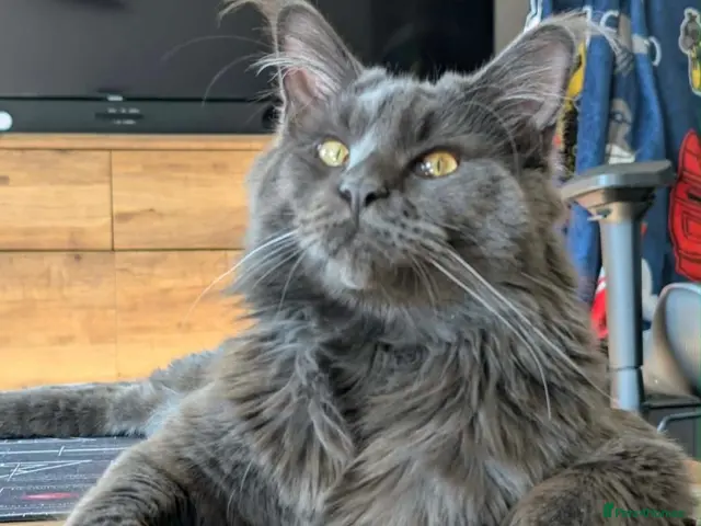 Maine Coon cats for stud: Lg handsome Blue Smoke Male Ava for Stud Services - Advert 1