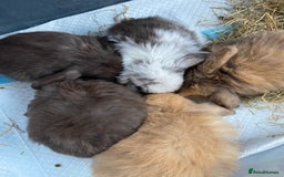 Mini Lop rabbits for sale: Mini lop rabbits - Image 6