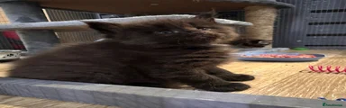 Maine Coon 3