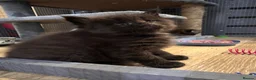 Maine Coon cats for sale: TICA registered Maine Coons - Advert 5