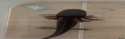 Axolotl reptiles for sale: Baby Axoltol looking for new homes ***3 LEFT*** - Advert 2