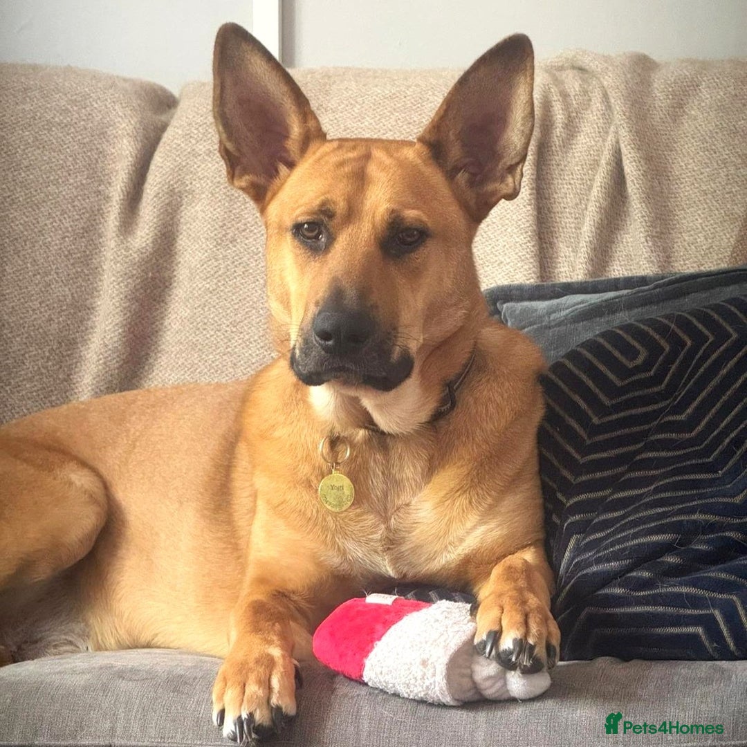 Mixed Breed dogs for adoption: Yogi (Shepherd mix) in Musselburgh - Image 2