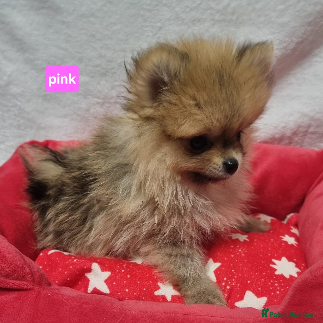 Pomeranian dogs for sale: Pomeranian Puppy 5   (RED)  - Pomeranian  - Image 13