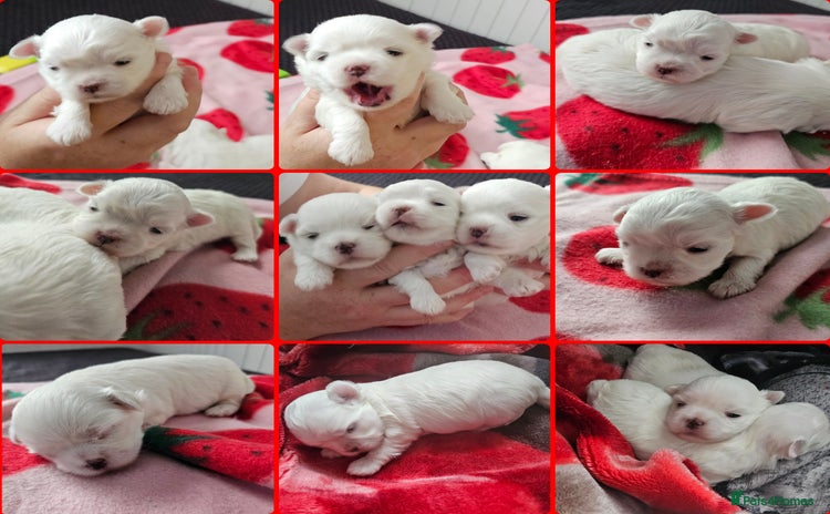 Maltese dogs - Advert 1