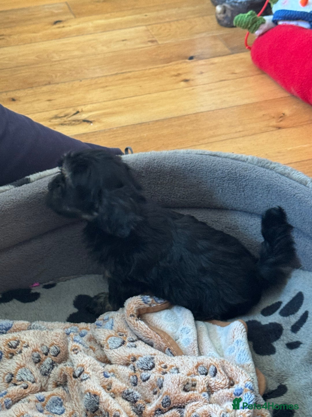 Havanese dogs for sale: Havanese Puppy Female - Advert 2