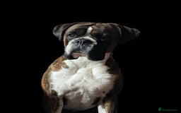 Boxer dogs for stud: Proven, heart scored zero Champion boxer dog  - Image 5