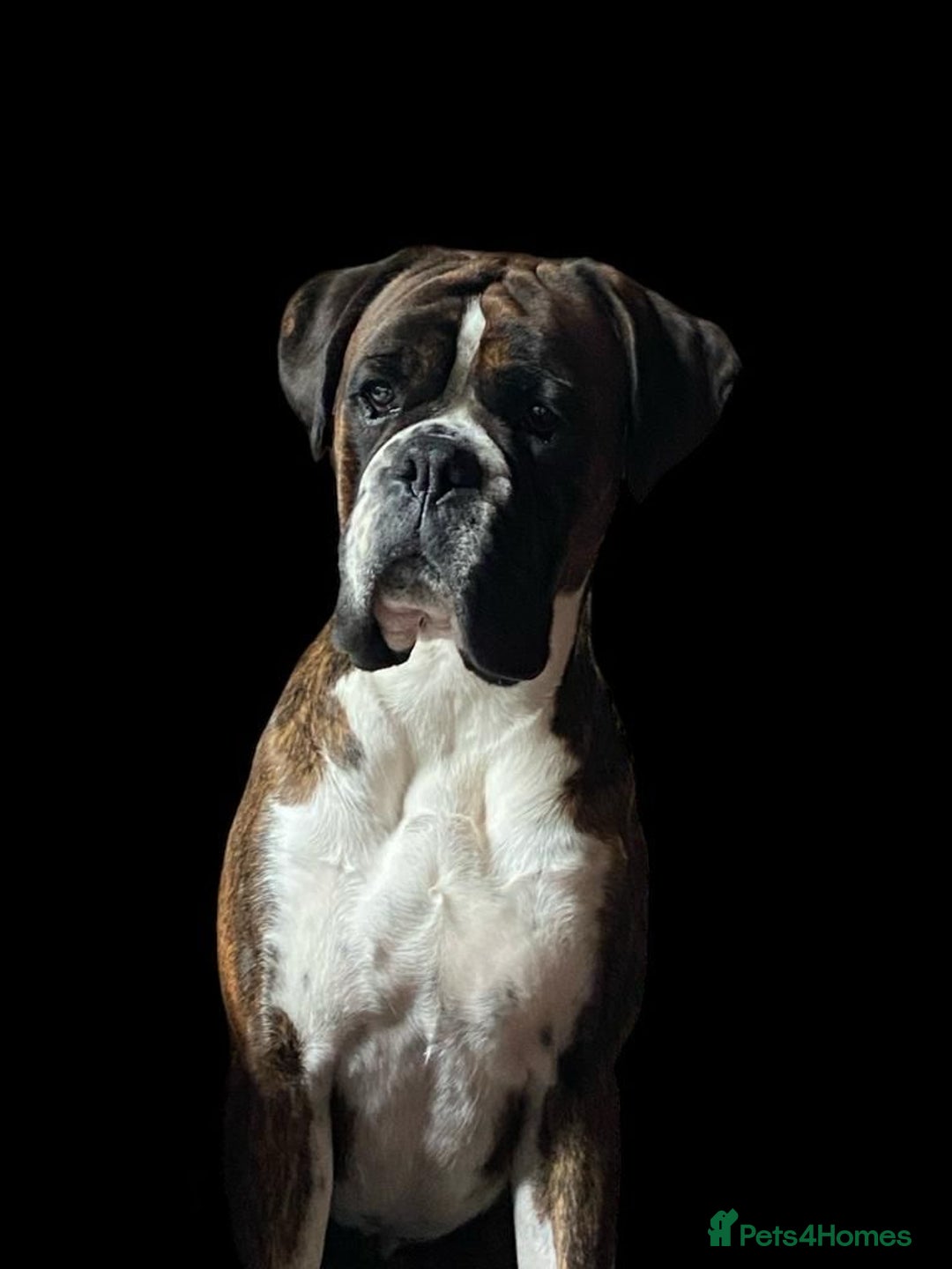 Boxer dogs for stud: Proven, heart scored zero Champion boxer dog  - Image 5