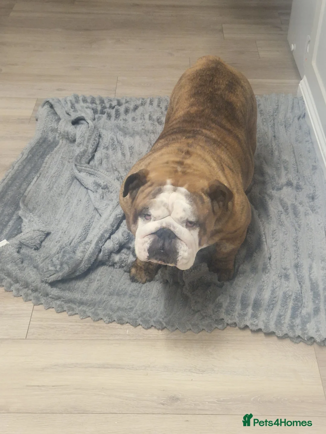 English Bulldog dogs for sale: British bulldog puppies  in Seaham - Advert 7