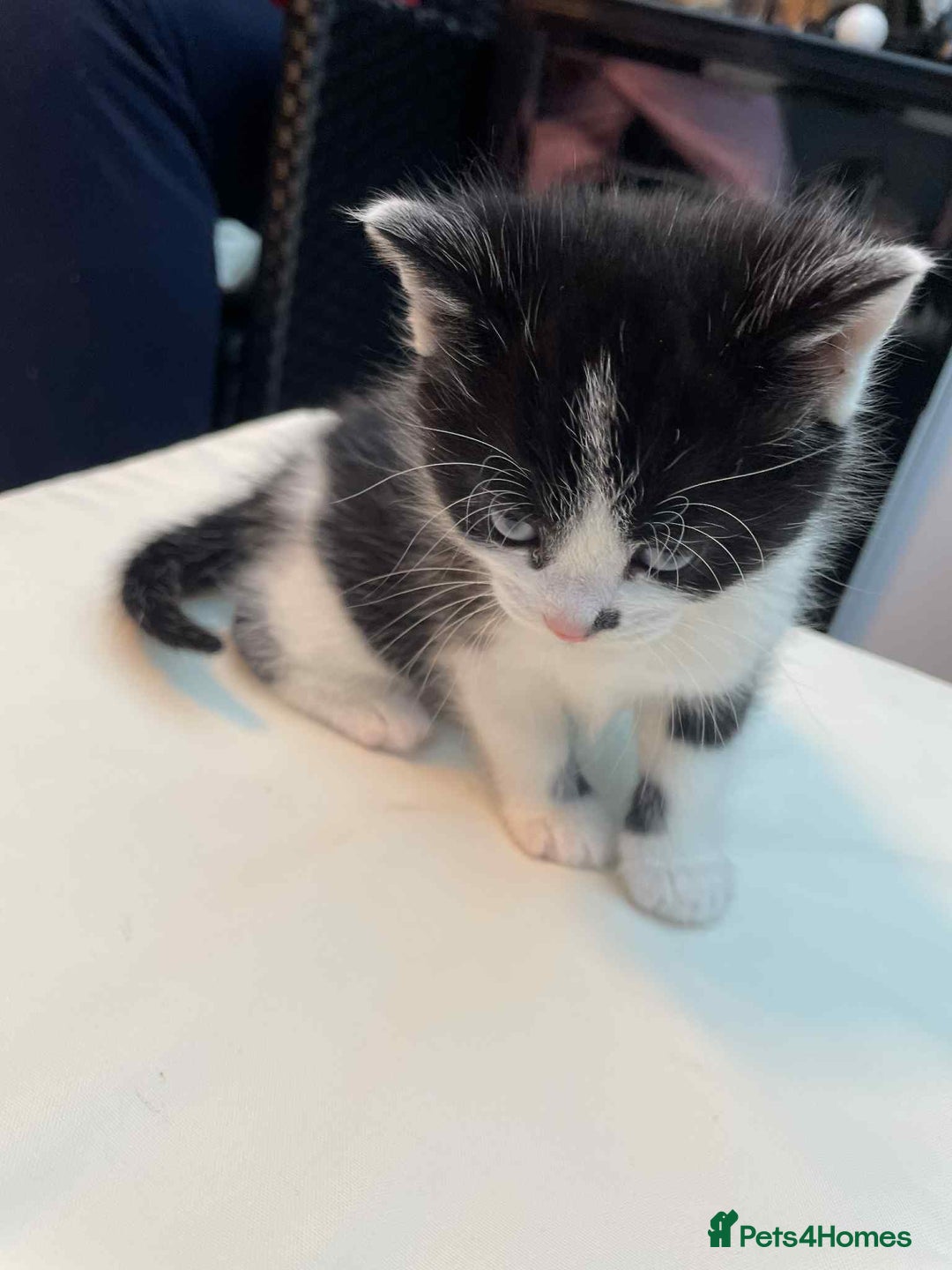 Mixed Breed cats for sale: 2 lovely girls for sale - Advert 4