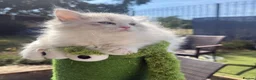 Ragdoll cats for sale: EU Sweet face Ragdoll TICA  - Advert 2
