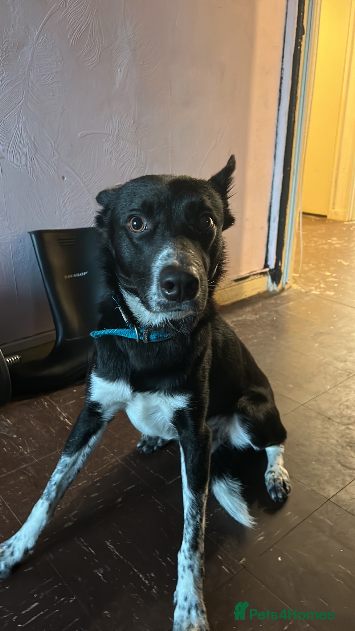 Border Collie dogs Border Collie to good home - Advert 15