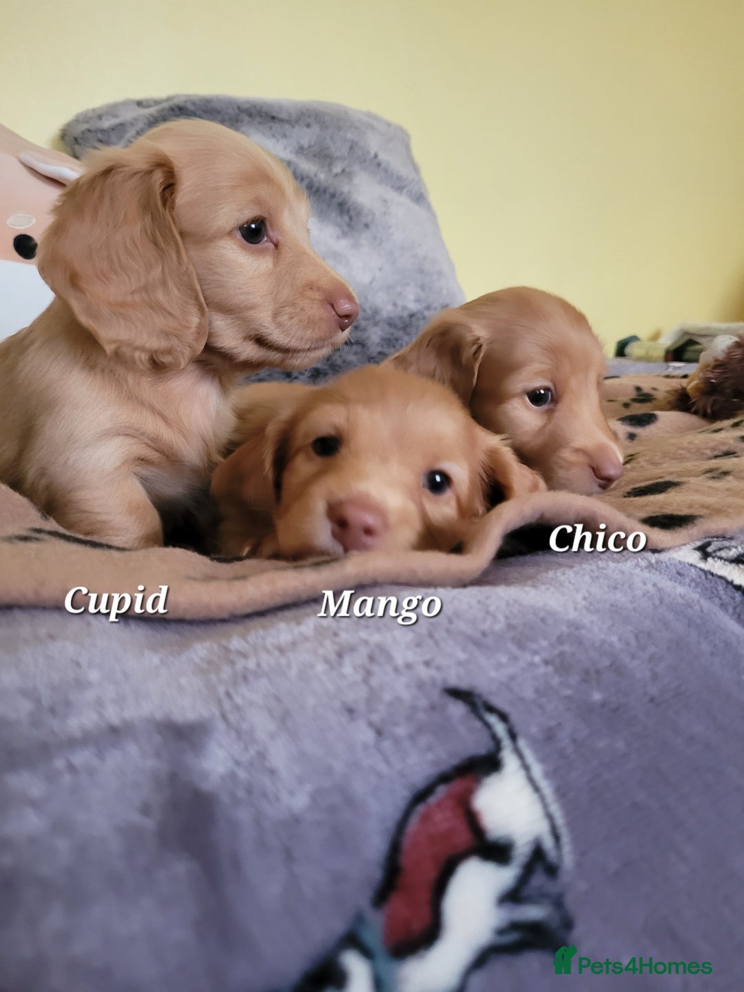 Dachshund dogs for sale: Long Haired KC Miniature Dachshund - Advert 6