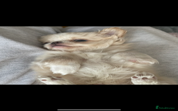 Chihuahua dogs for sale: ❤️stunning chihuahua pups❤️ - Image 12