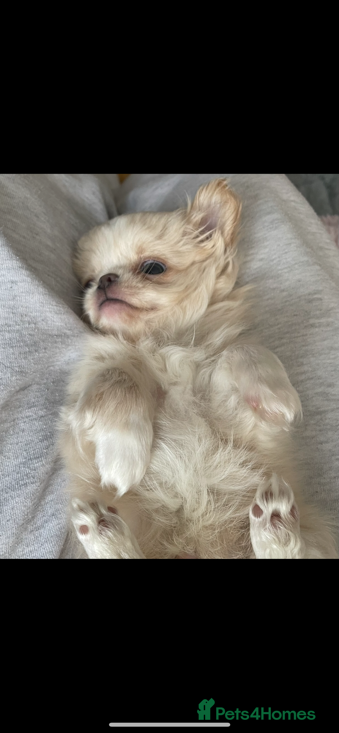 Chihuahua dogs for sale: ❤️stunning chihuahua pups❤️ - Image 12