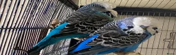 Budgerigars birds for sale: 8 budgies searching for their new homes  - Advert 6