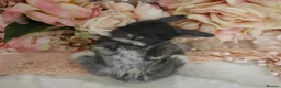 Mini Lop rabbits for sale: Cute Blue Mini Lop Babies  in Wisbech - Advert 3