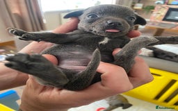 Mixed Breed dogs for sale: REDUCED only 2 left Tiny chiweenie puppy’s  - Image 25