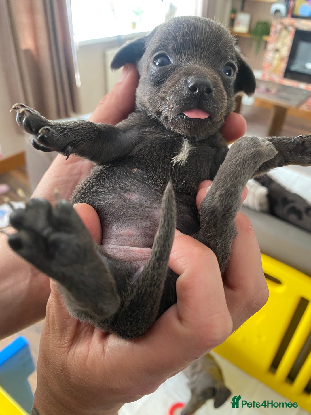 Mixed Breed dogs for sale: REDUCED only 2 left Tiny chiweenie puppy’s  - Image 25