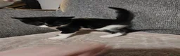 Mixed Breed cats for sale: Beautiful mixed breed kittens  - Advert 10