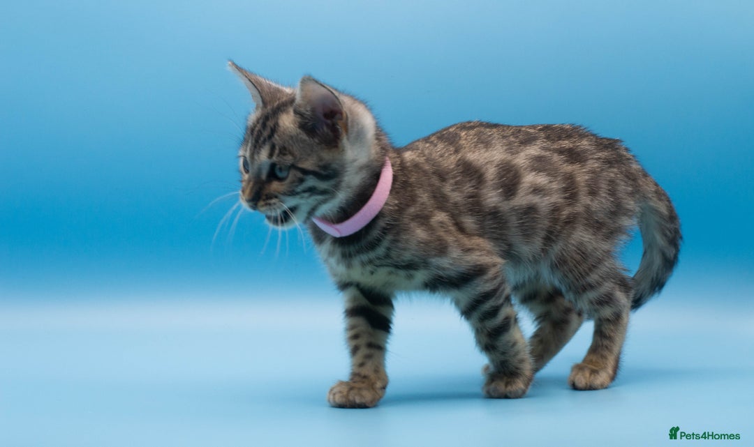 Bengal cats for sale: Beautiful TICA Registered Bengal Kittens - Advert 15