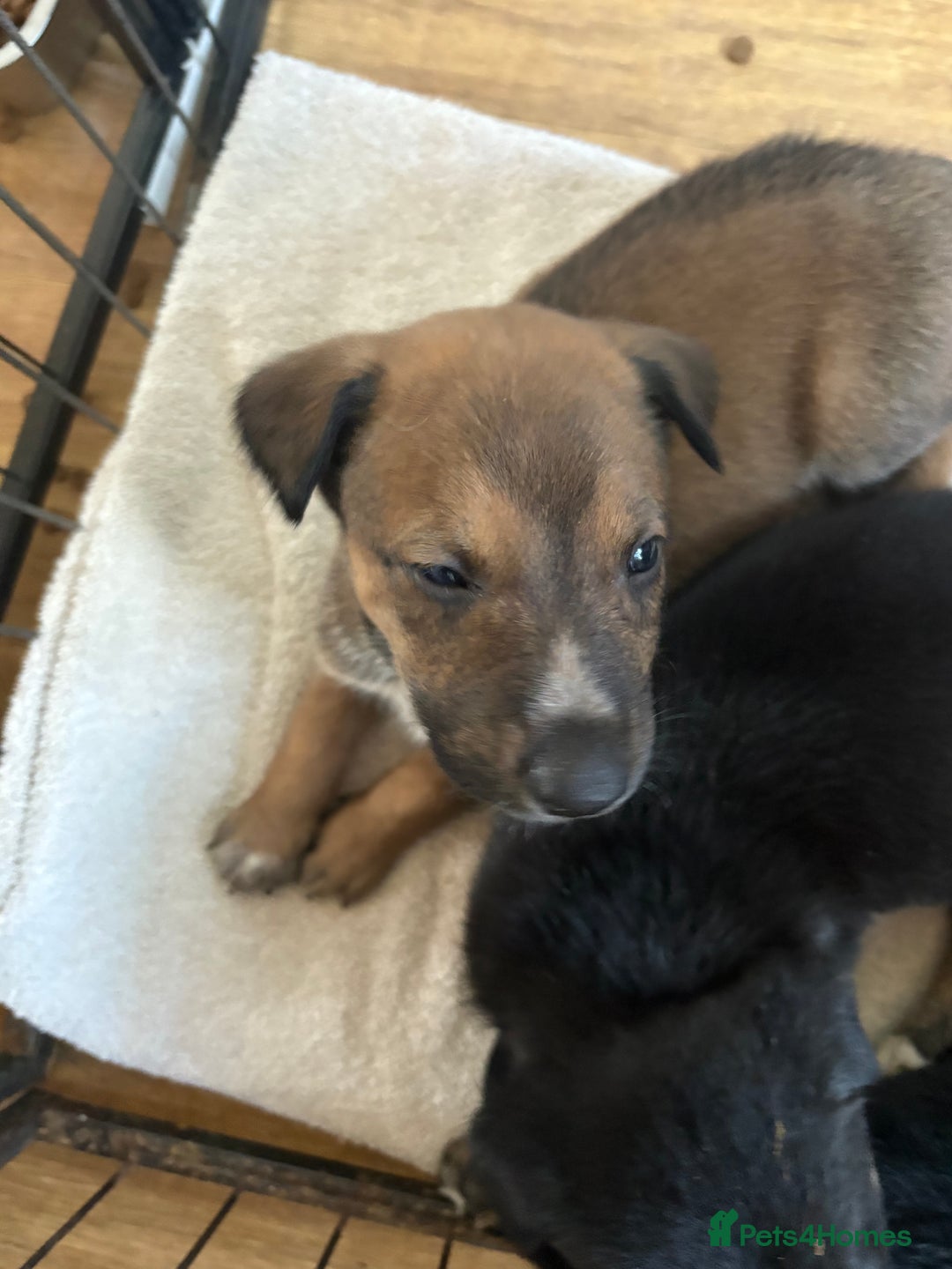Mixed Breed dogs for sale: Lurcher x German Shepard puppies forsale - Image 17