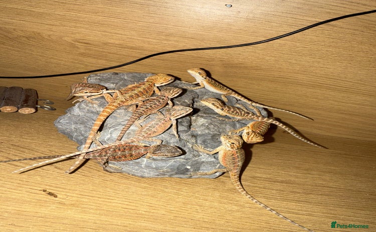 Bearded Dragon reptiles - Advert 3