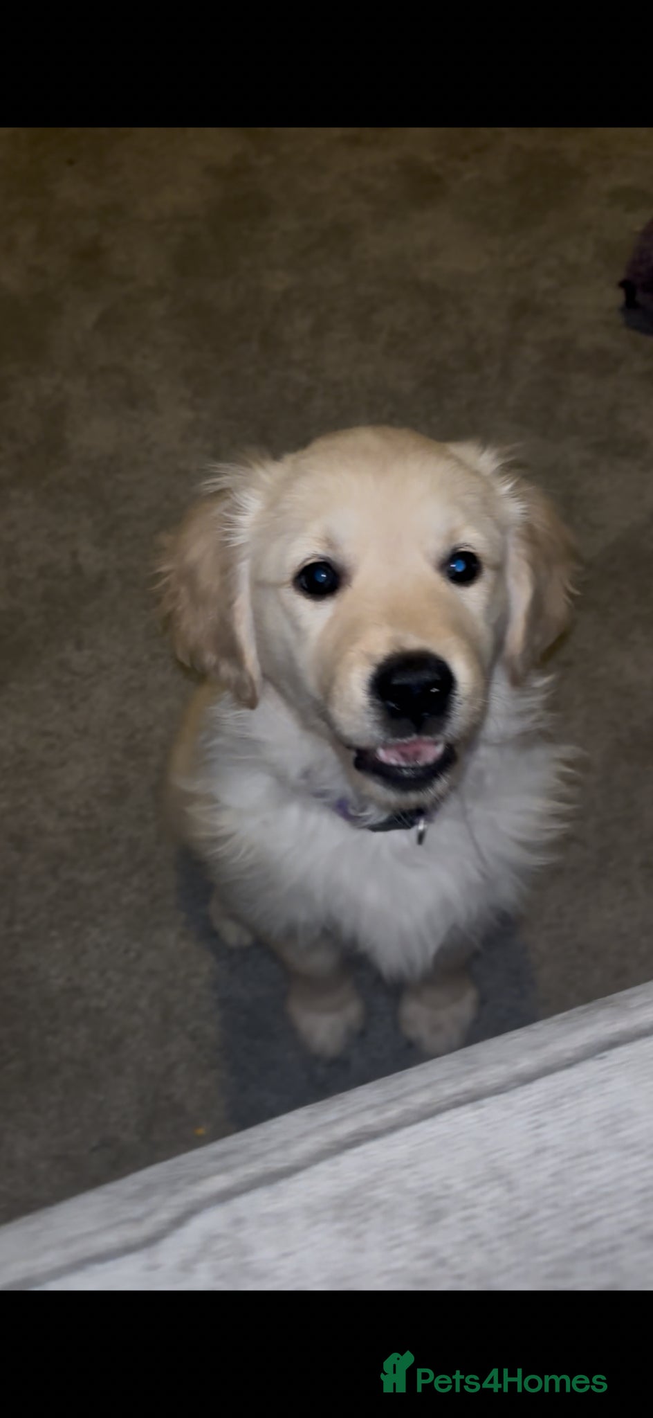 Golden Retriever dogs Ready now last girl Golden Retriever - Advert 12