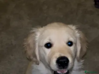 Golden Retriever dogs Ready now last girl Golden Retriever - Advert 12