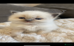 Ragdoll cats for sale: Ragdoll kittens😻 only 1 kitten left 😻ready now  - Image 19