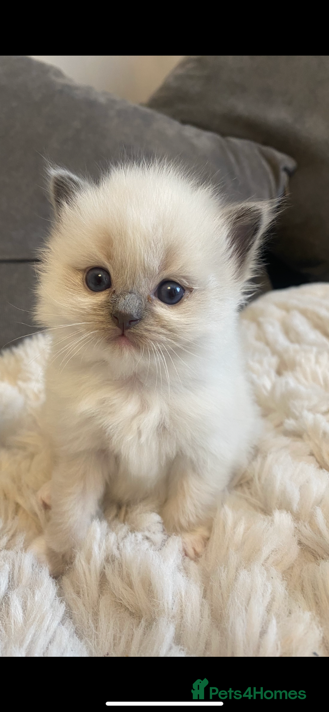 Ragdoll cats for sale: Ragdoll kittens😻 only 1 kitten left 😻ready now  - Image 19