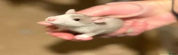 Rat rodents for sale: Pet rats in Leigh-on-Sea - Advert 3